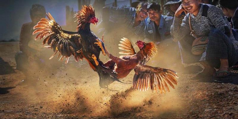 Định nghĩa tổng quan về đá gà tại nhà cái goal123