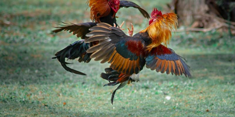 Cách để người mới tham gia chơi một cách an toàn nhất về đá gà goal123
