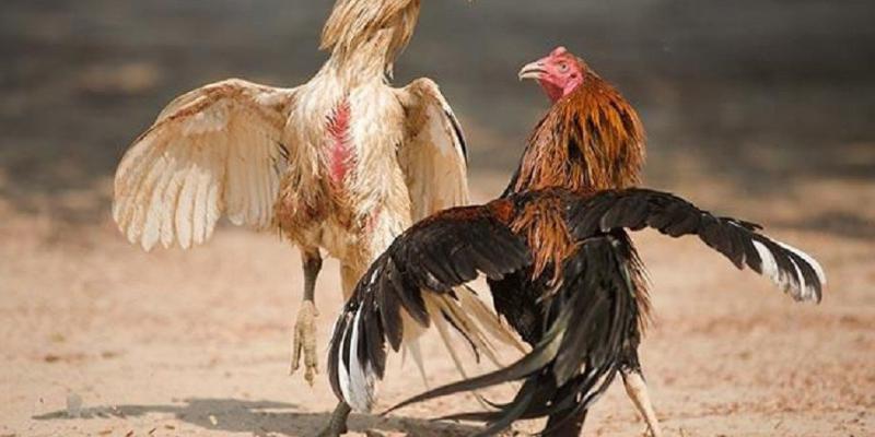 Những loại cá cược phổ biến được đông đảo người chơi tham gia