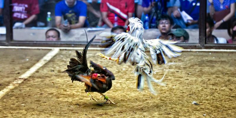 Những lưu ý cực kỳ quan trọng cho người mới tham gia chơi đá gà goal123
